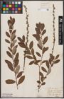 Foto von Salix aurita L. x Salix repens L.
